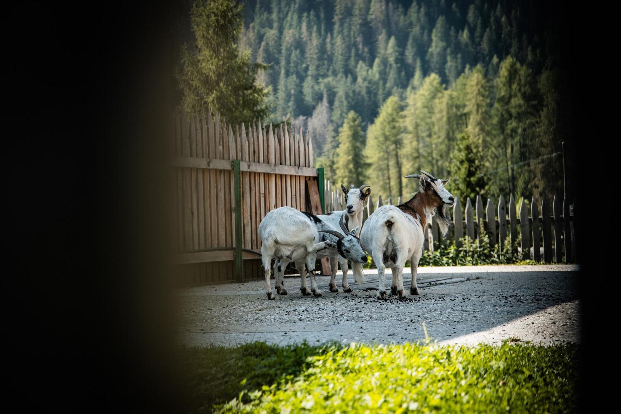 Odles Hotel San Martino in Badia